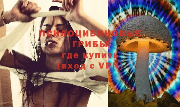 хмурый Аркадак